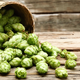 Illustration for article titled How to Drink an IPA, One Hop Flavor at a Time
